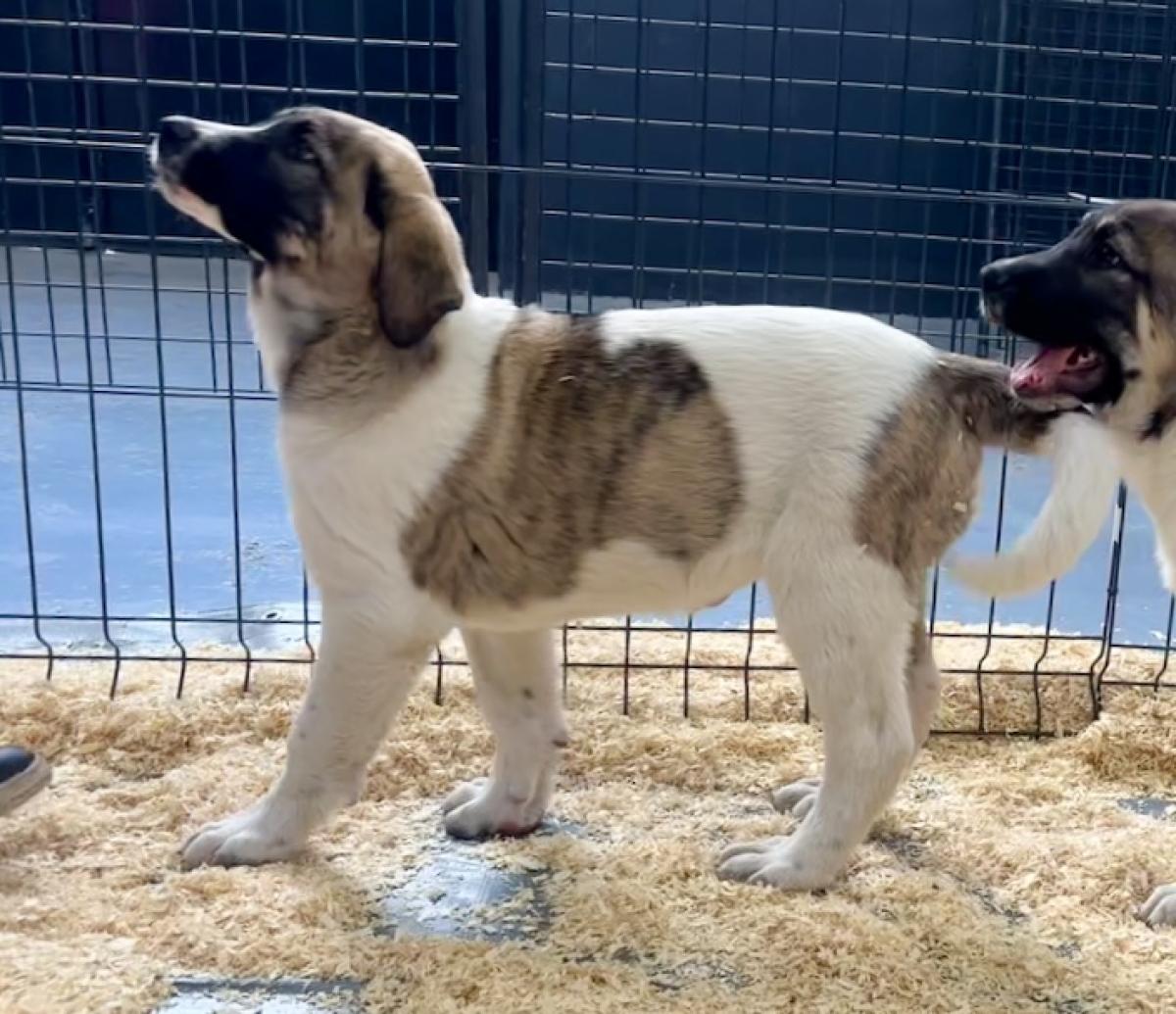 Aguá du Haras du Paty