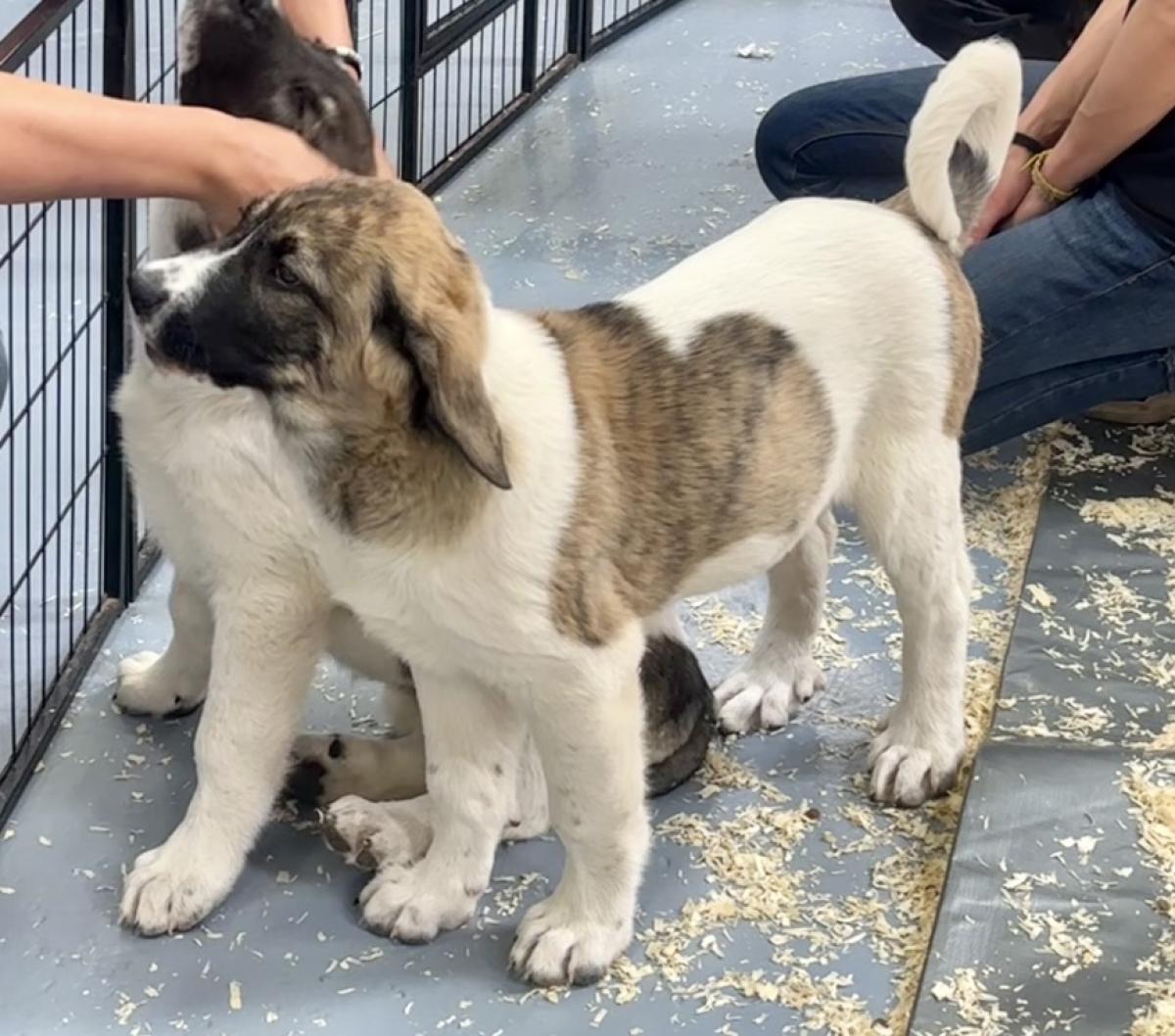 Aguá du Haras du Paty