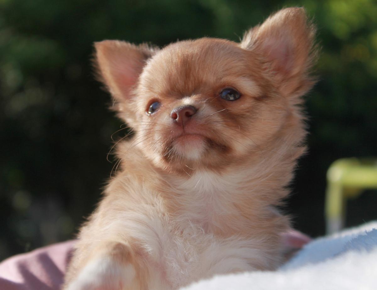 Chihuahua femelle LOF