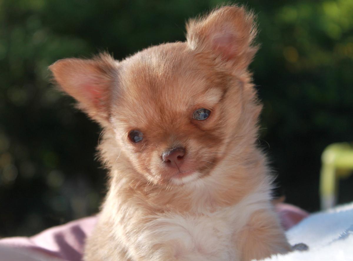 Chihuahua femelle LOF