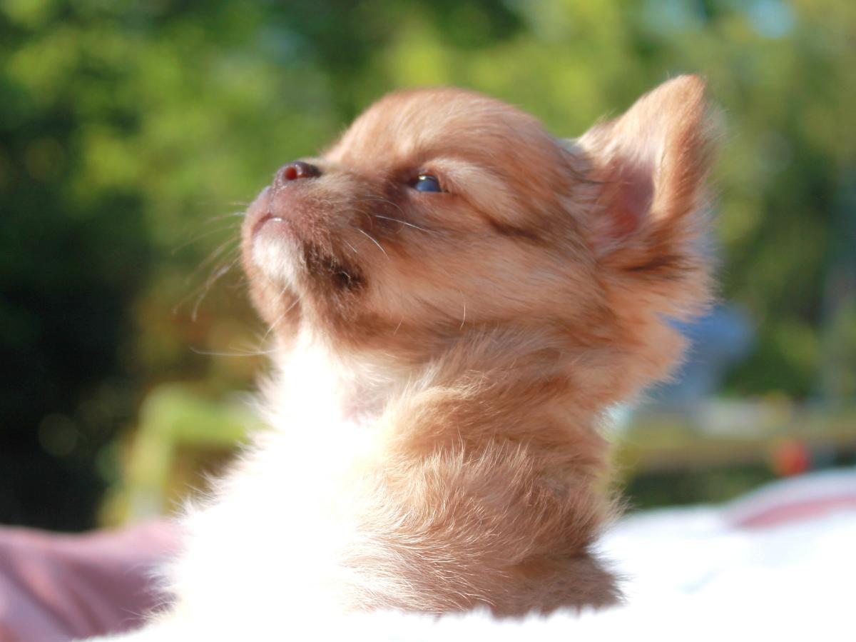 Chihuahua femelle LOF