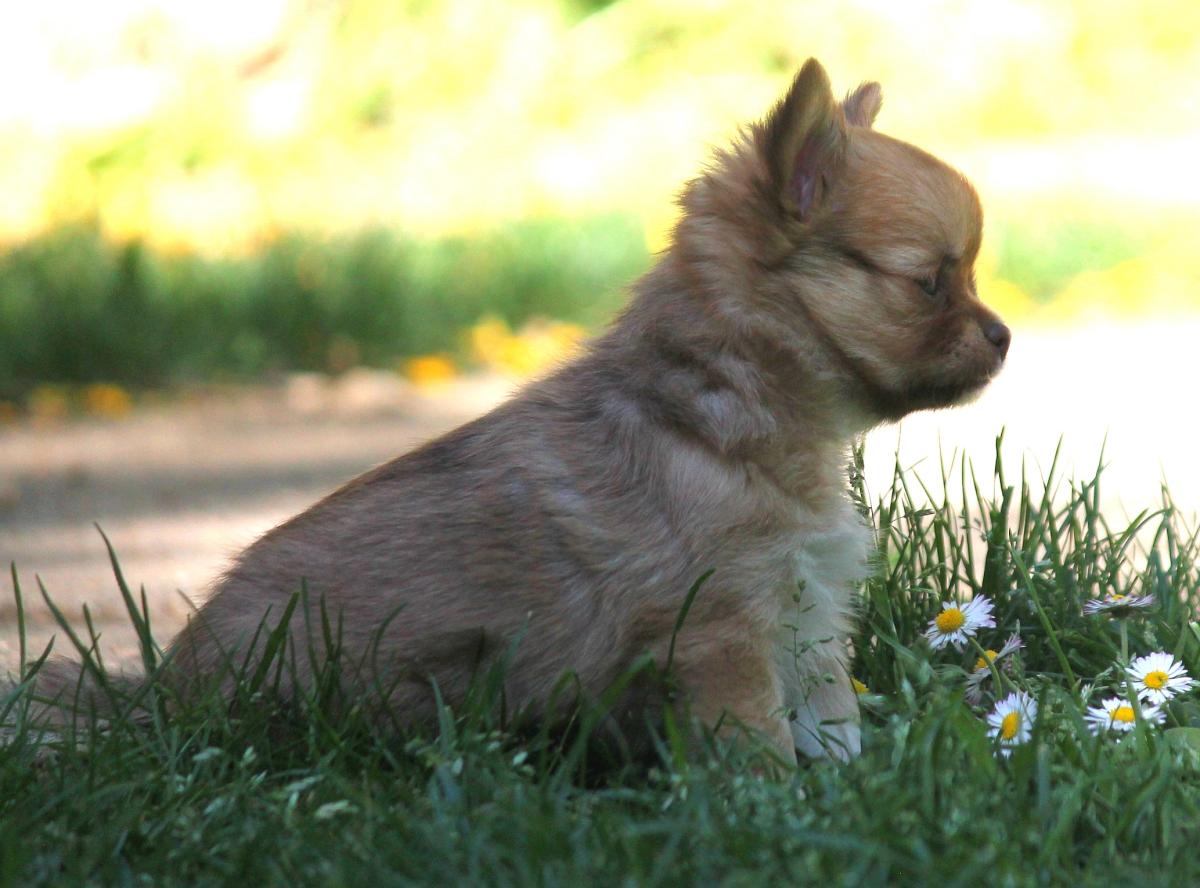 Chihuahua femelle LOF