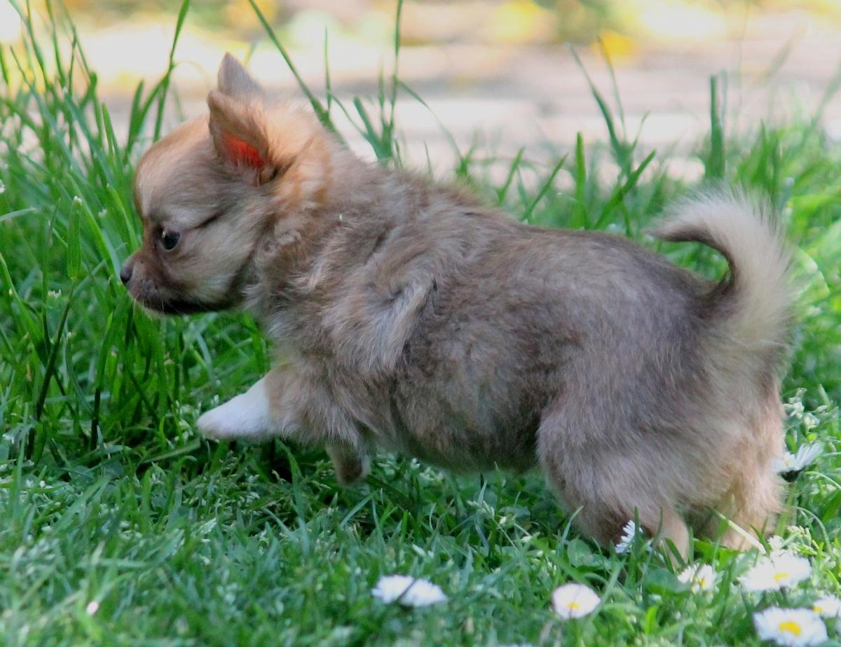 Chihuahua femelle LOF