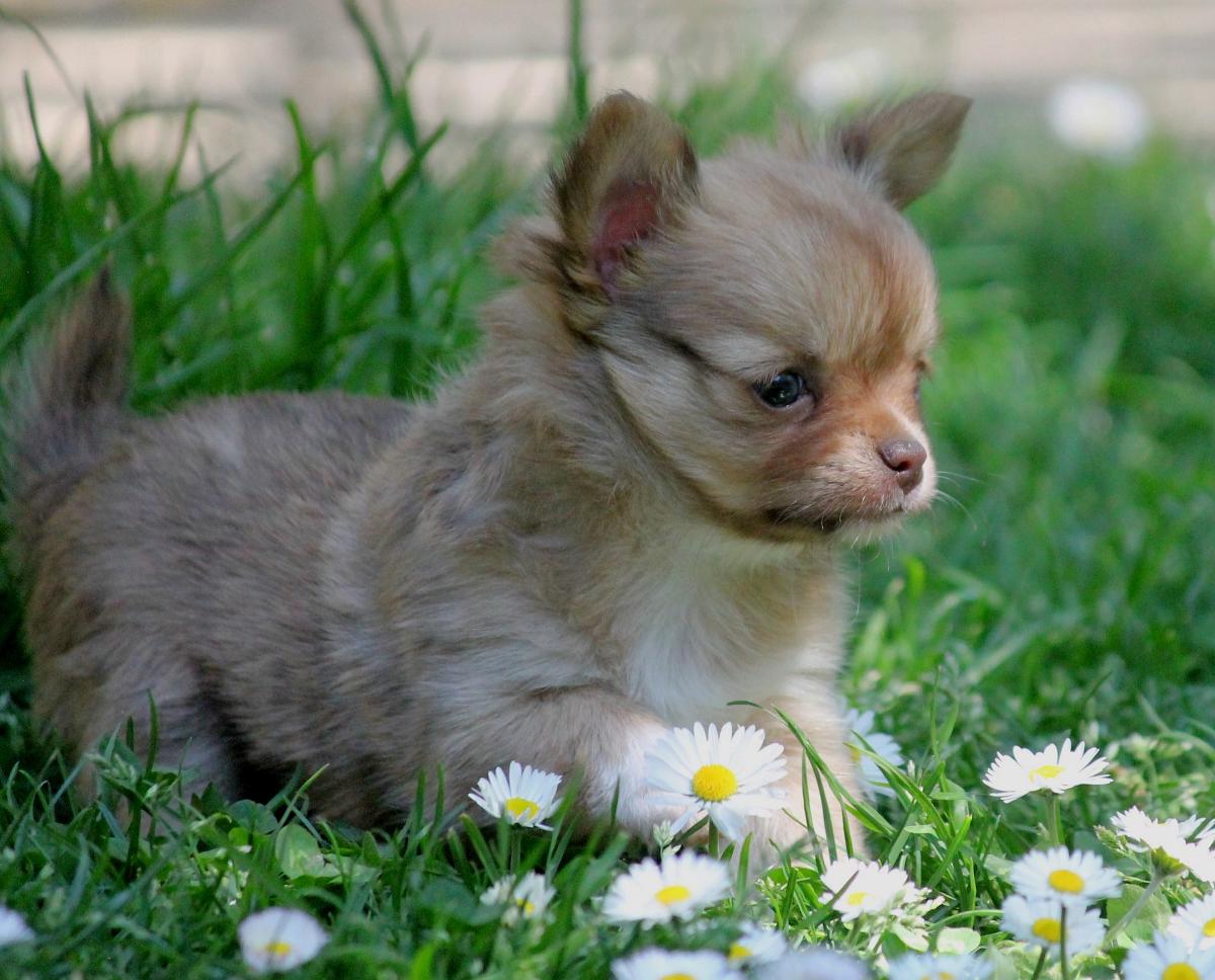 Chihuahua femelle LOF