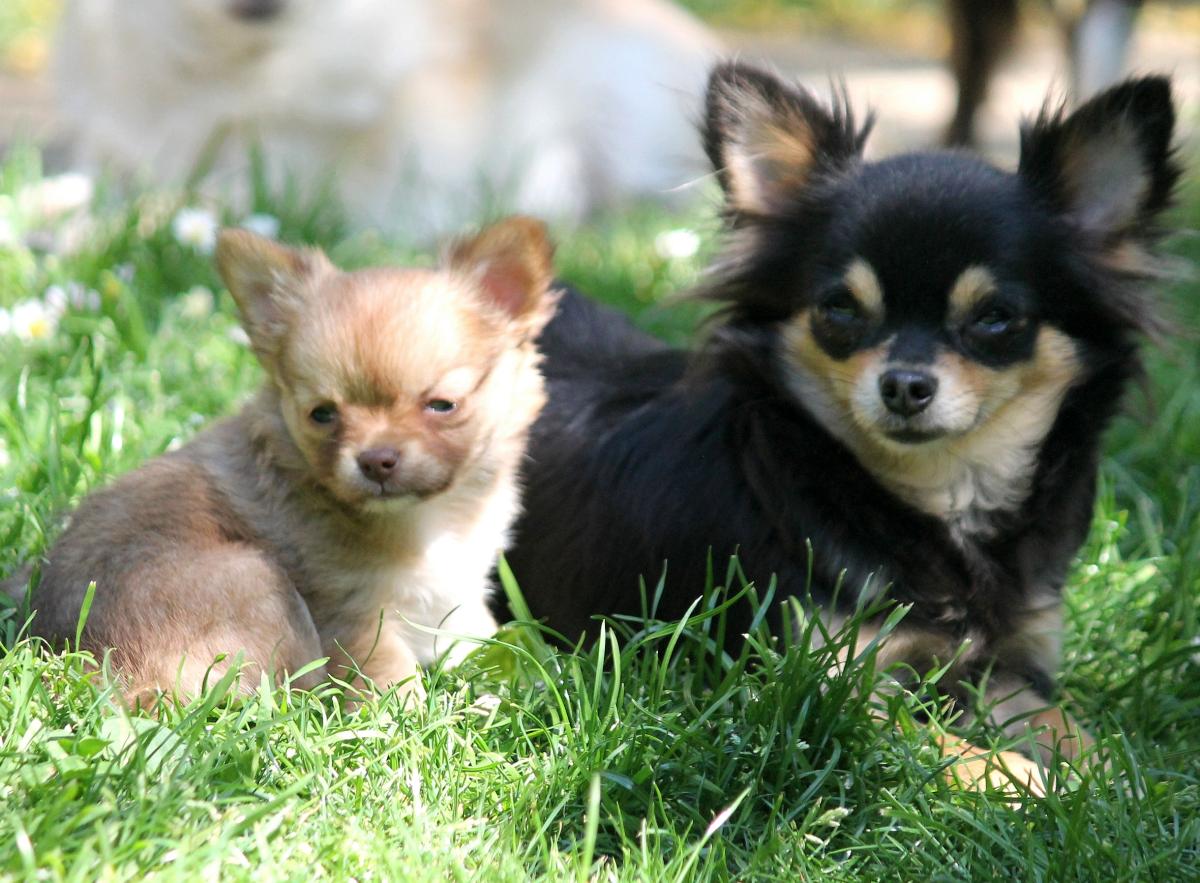 Chihuahua femelle LOF