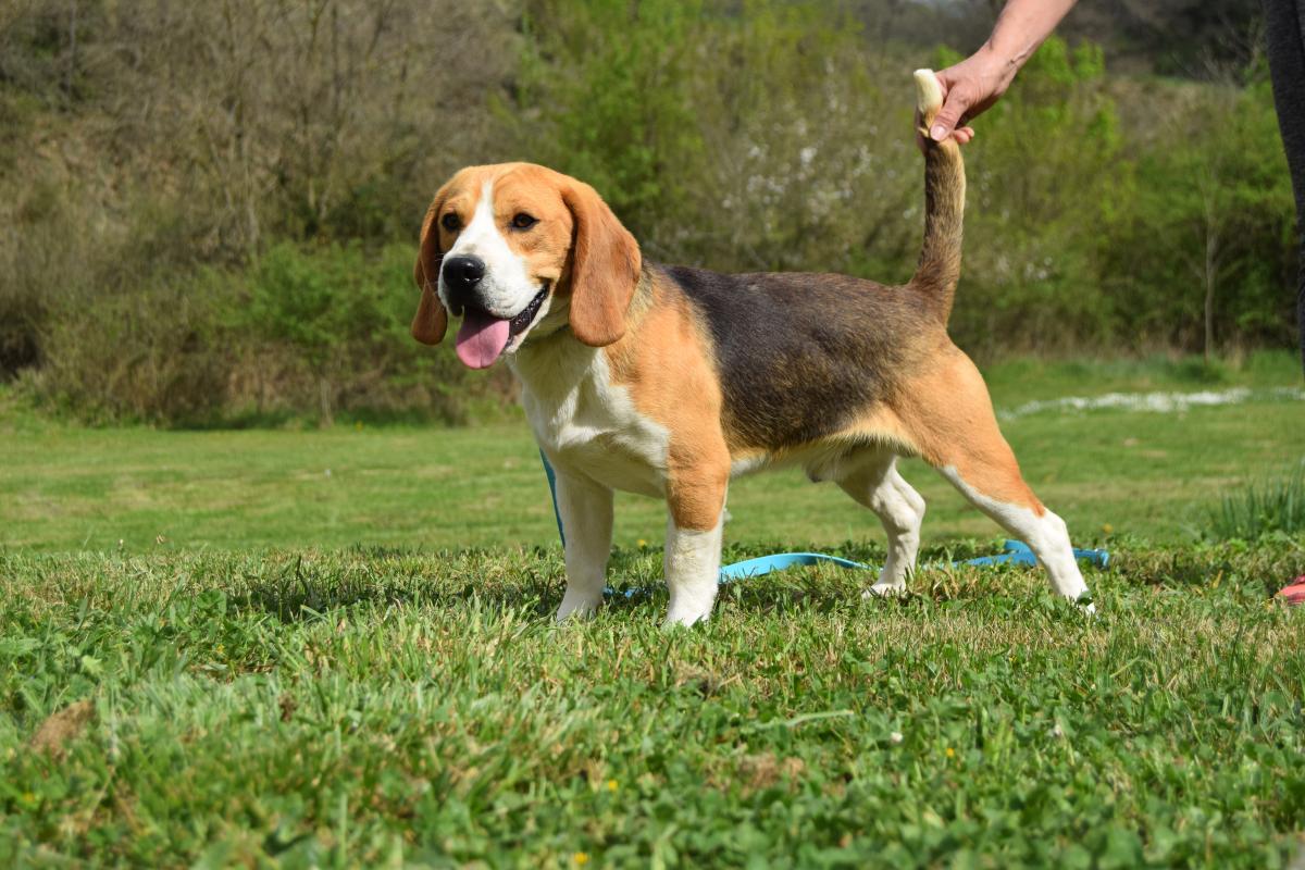 Vidocq Jeune mâle Beagle tricolore disponible compagnie ou chasse