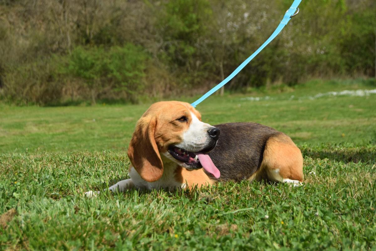 Vidocq Jeune mâle Beagle tricolore disponible compagnie ou chasse