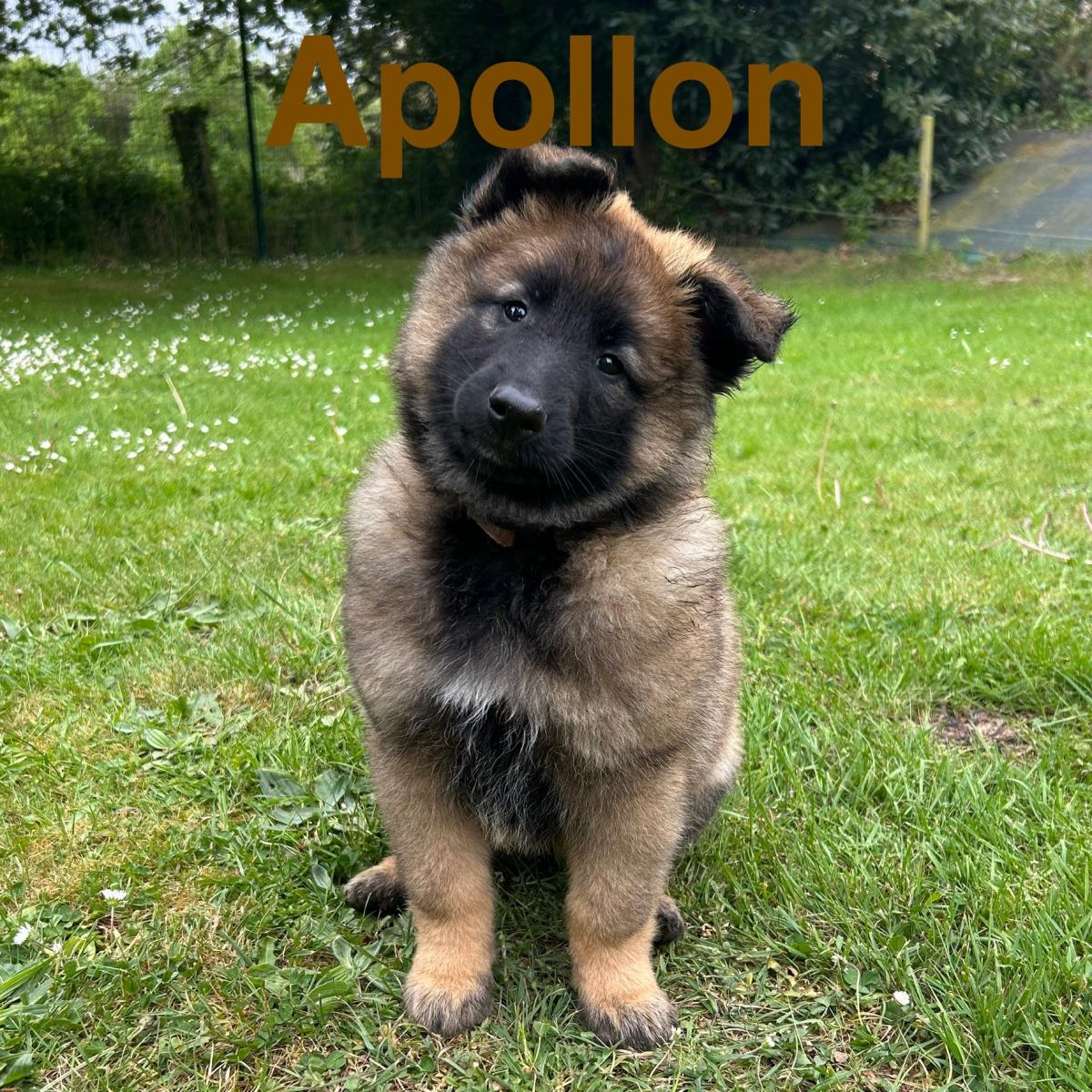 Apollon, magnifique chiot Berger Belge Tervueren LOF, prêt à conquérir votre cœur