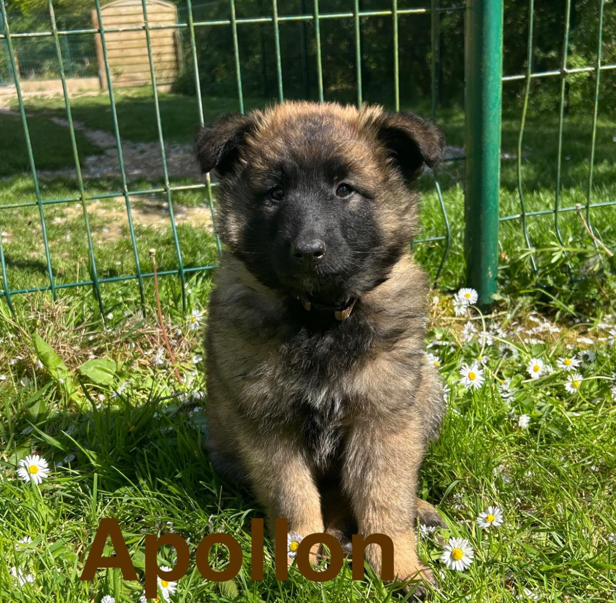 Apollon, magnifique chiot Berger Belge Tervueren LOF, prêt à conquérir votre cœur