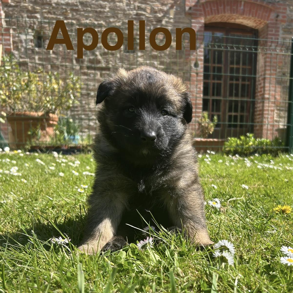 Apollon, magnifique chiot Berger Belge Tervueren LOF, prêt à conquérir votre cœur