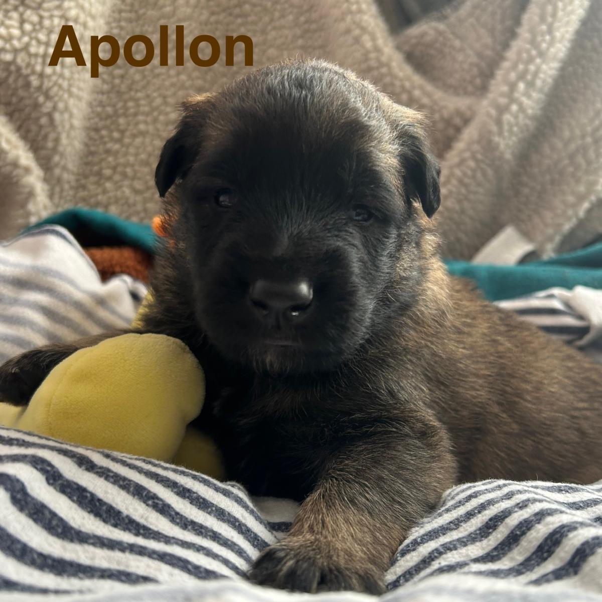Apollon, magnifique chiot Berger Belge Tervueren LOF, prêt à conquérir votre cœur