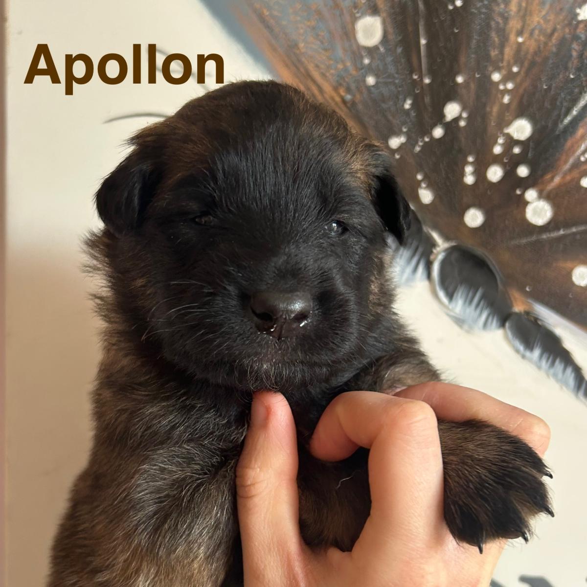 Apollon, magnifique chiot Berger Belge Tervueren LOF, prêt à conquérir votre cœur