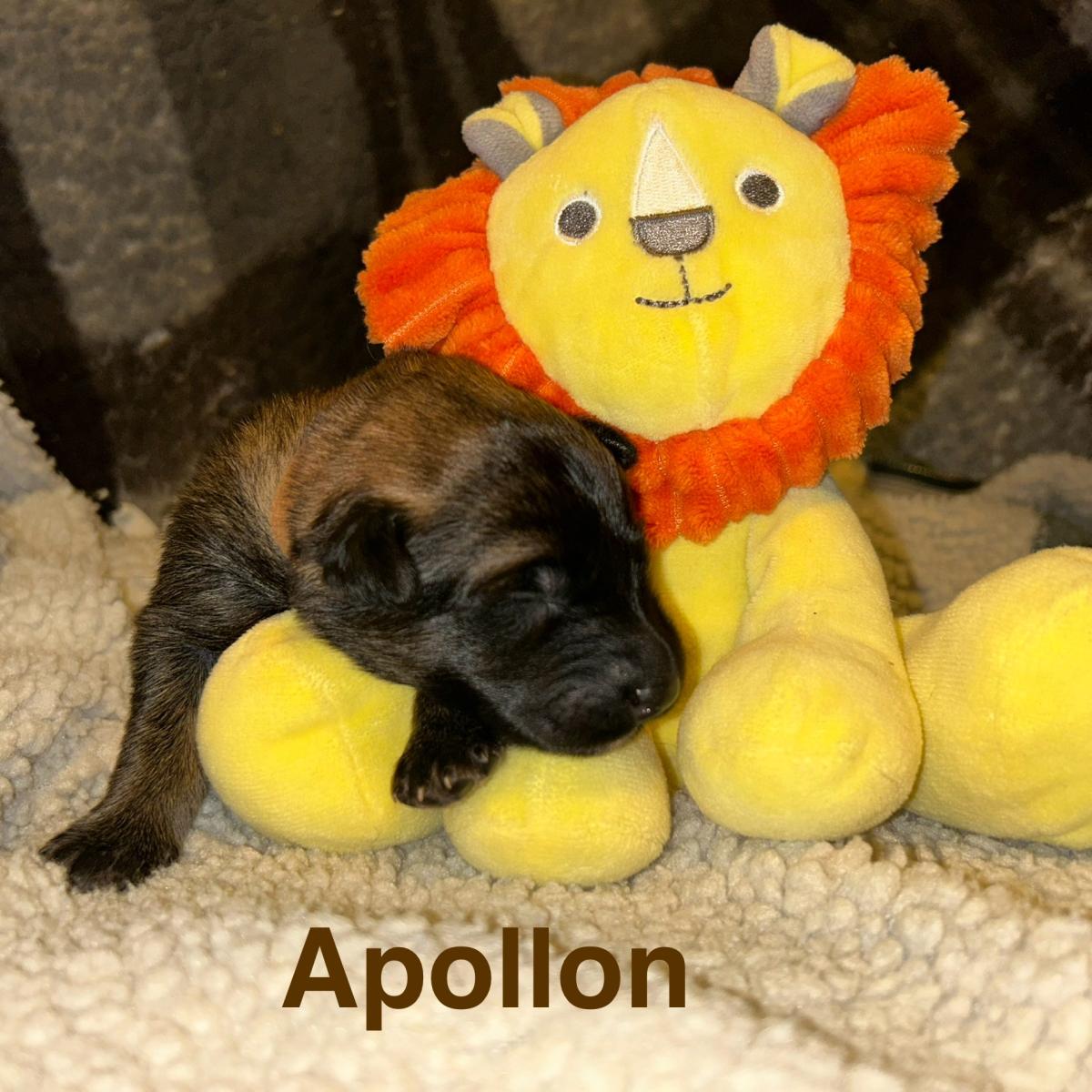 Apollon, magnifique chiot Berger Belge Tervueren LOF, prêt à conquérir votre cœur
