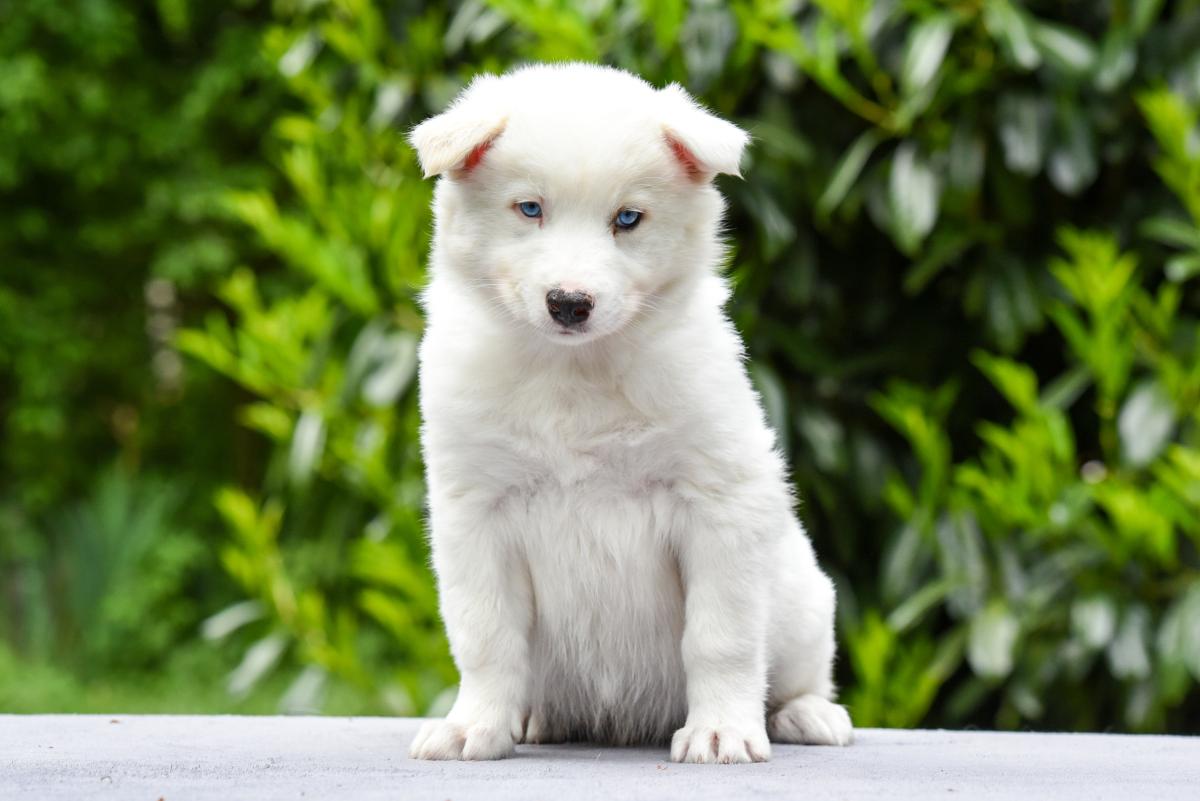 Asarim chiot mâle LOF