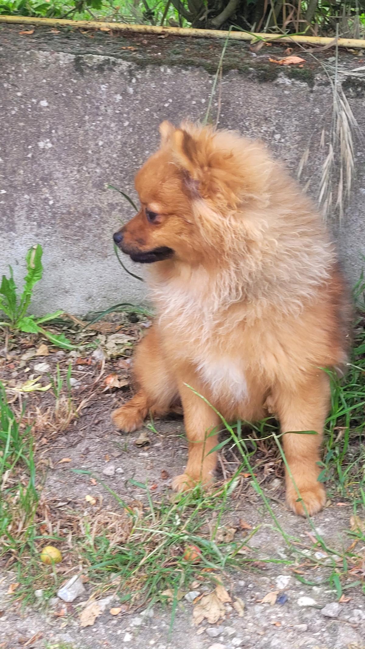Victoria ,Spitz nain pomeranian