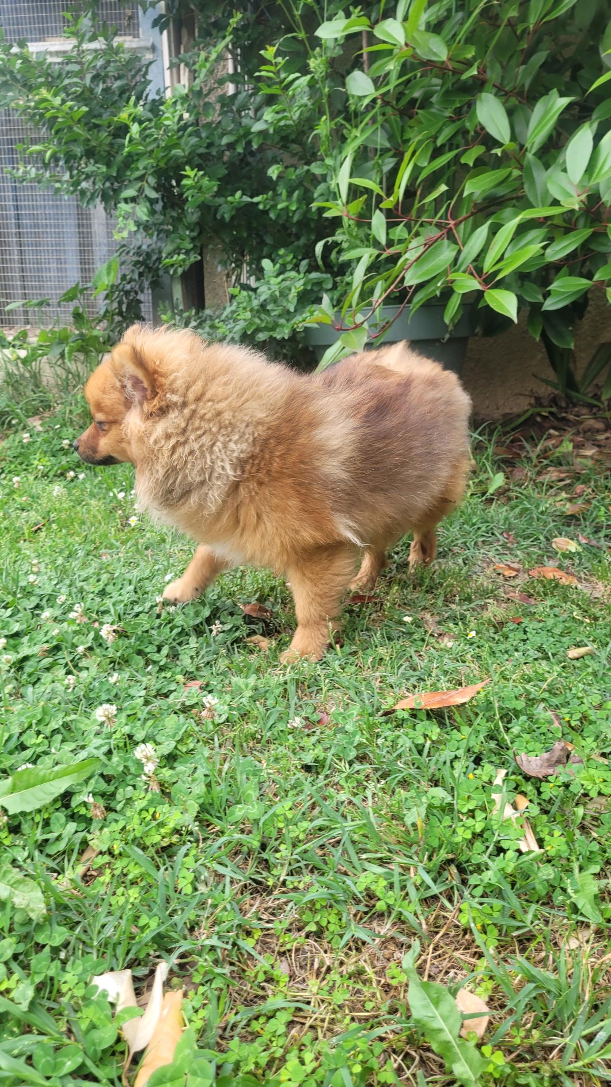 Victoria ,Spitz nain pomeranian