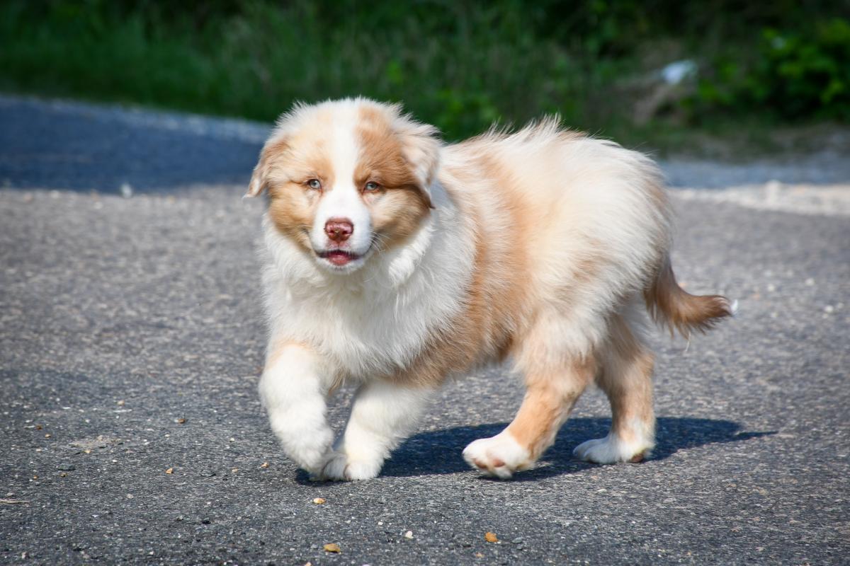 Superbe chiot berger australien LOF