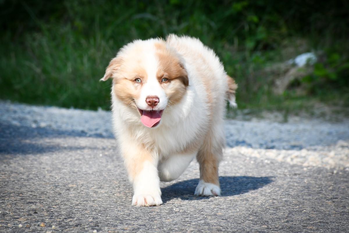 Superbe chiot berger australien LOF