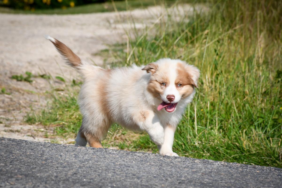 Superbe chiot berger australien LOF