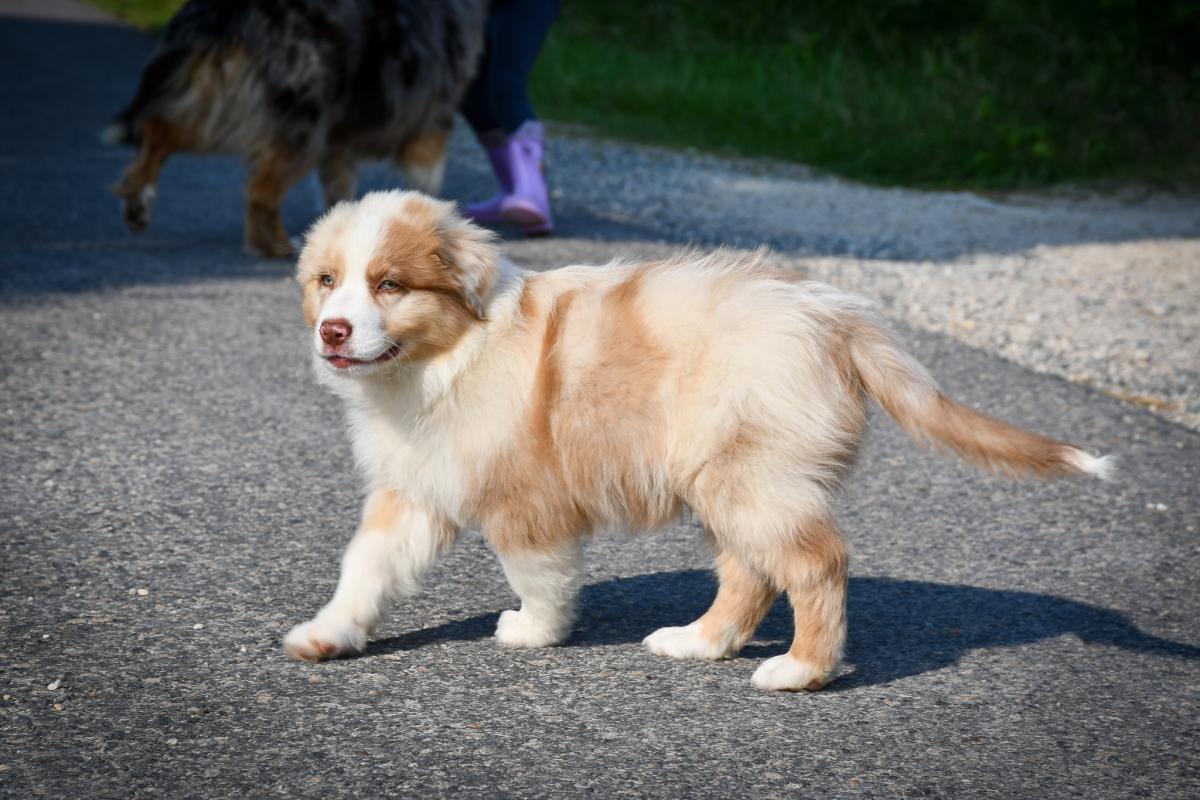 Superbe chiot berger australien LOF