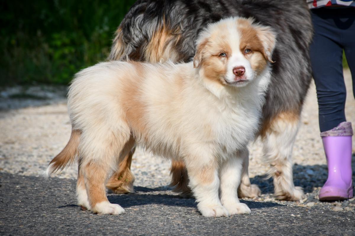 Superbe chiot berger australien LOF
