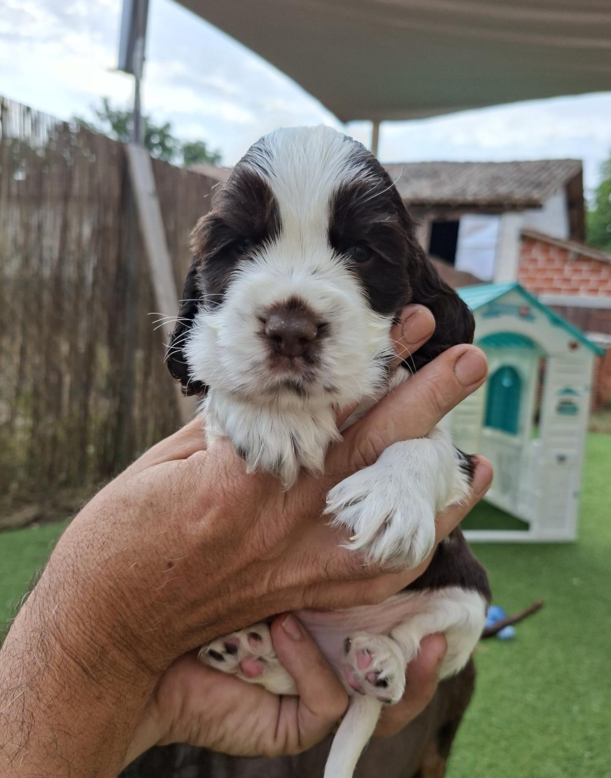 Chiot cocker anglais chocolat et blanc