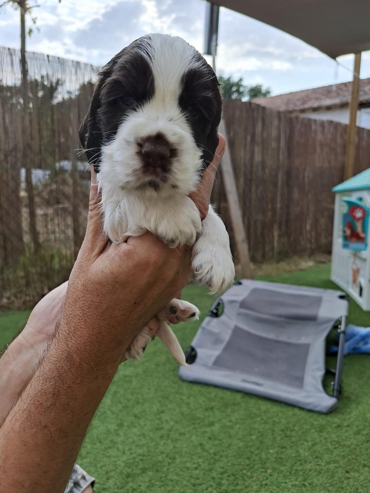 Chiot cocker anglais chocolat et blanc