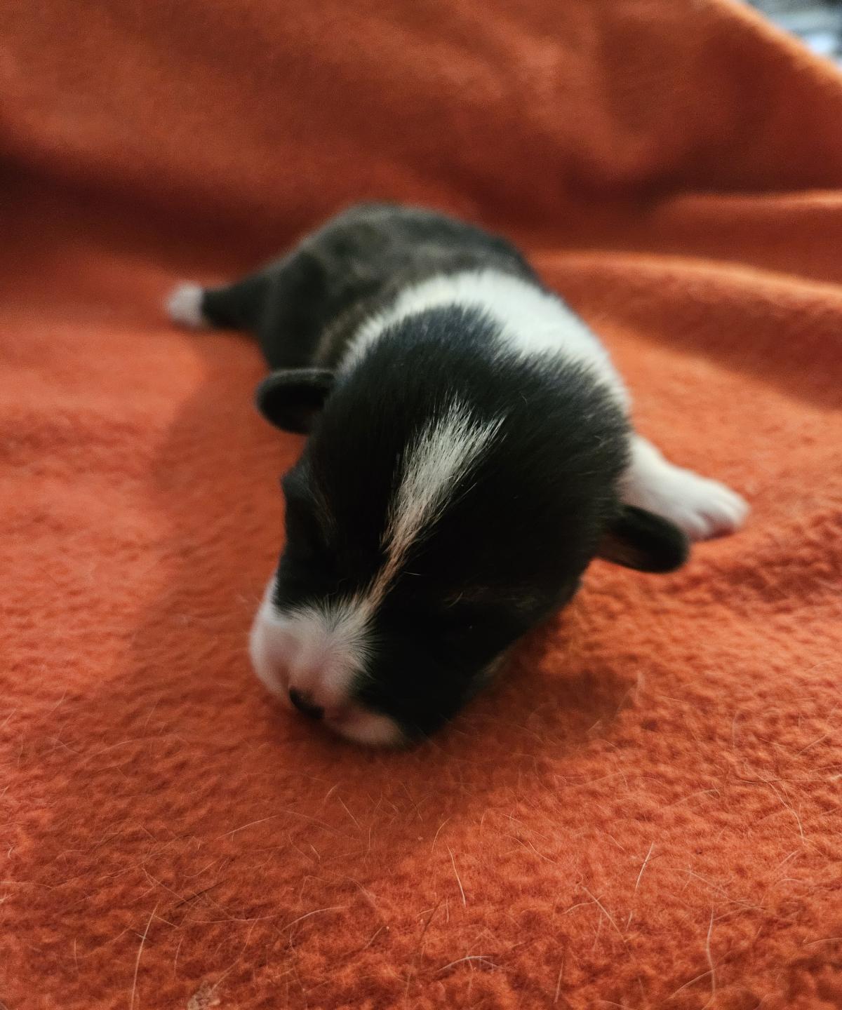 Chiot Welsh Corgi Pembroke