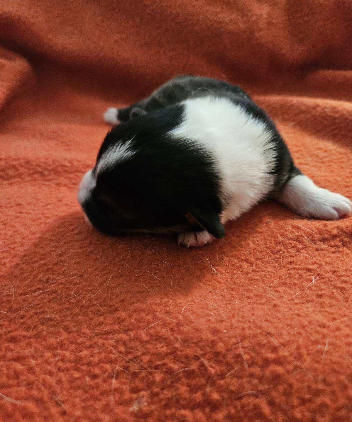 Chiot Welsh Corgi Pembroke