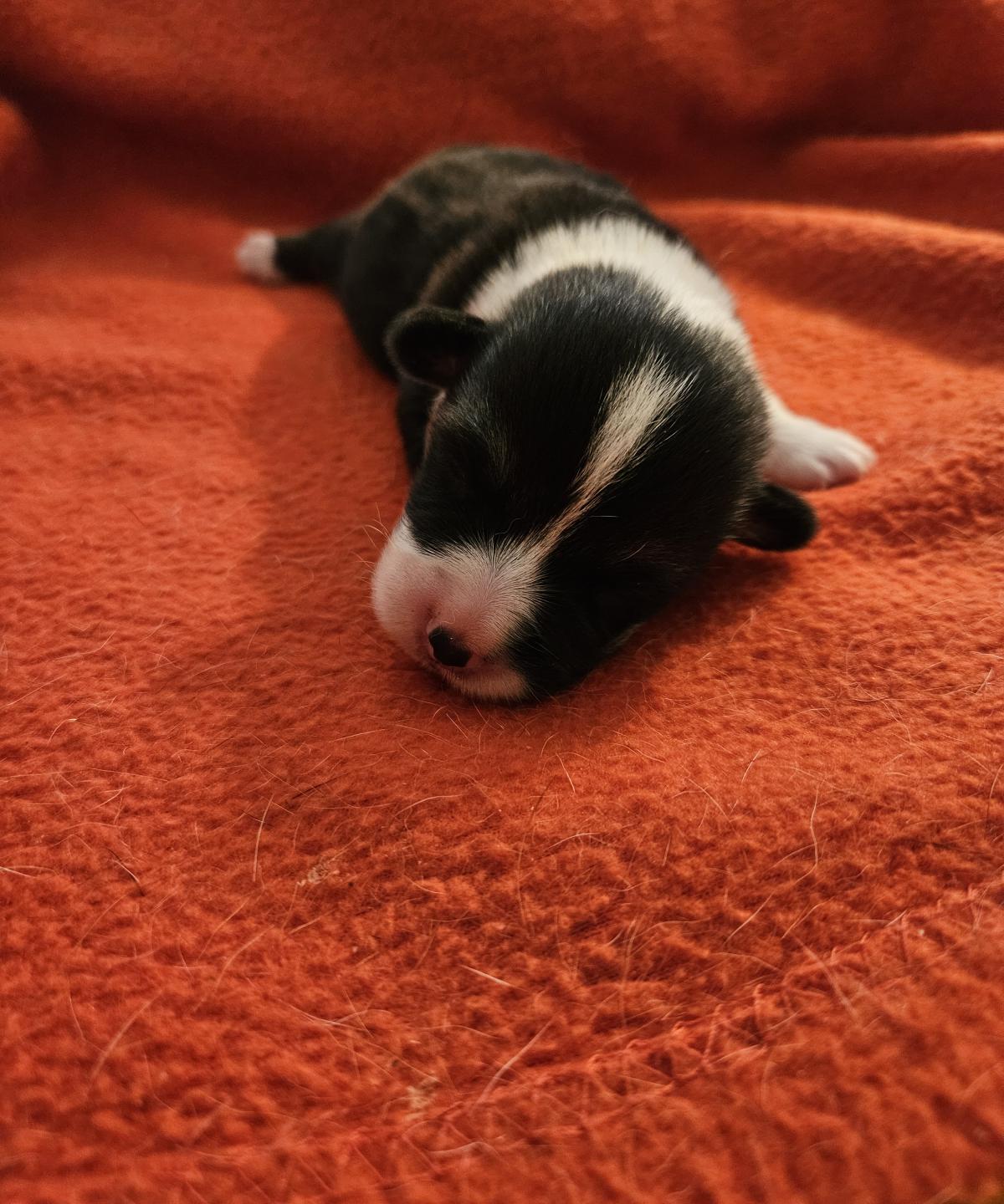 Chiot Welsh Corgi Pembroke