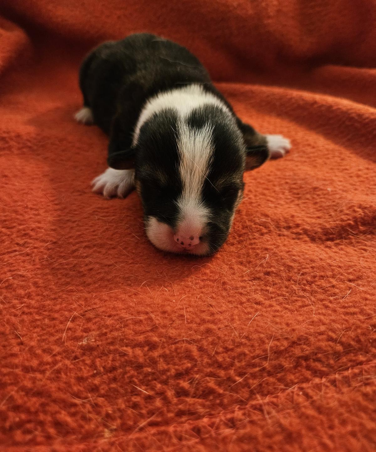 Chiot Welsh Corgi Pembroke