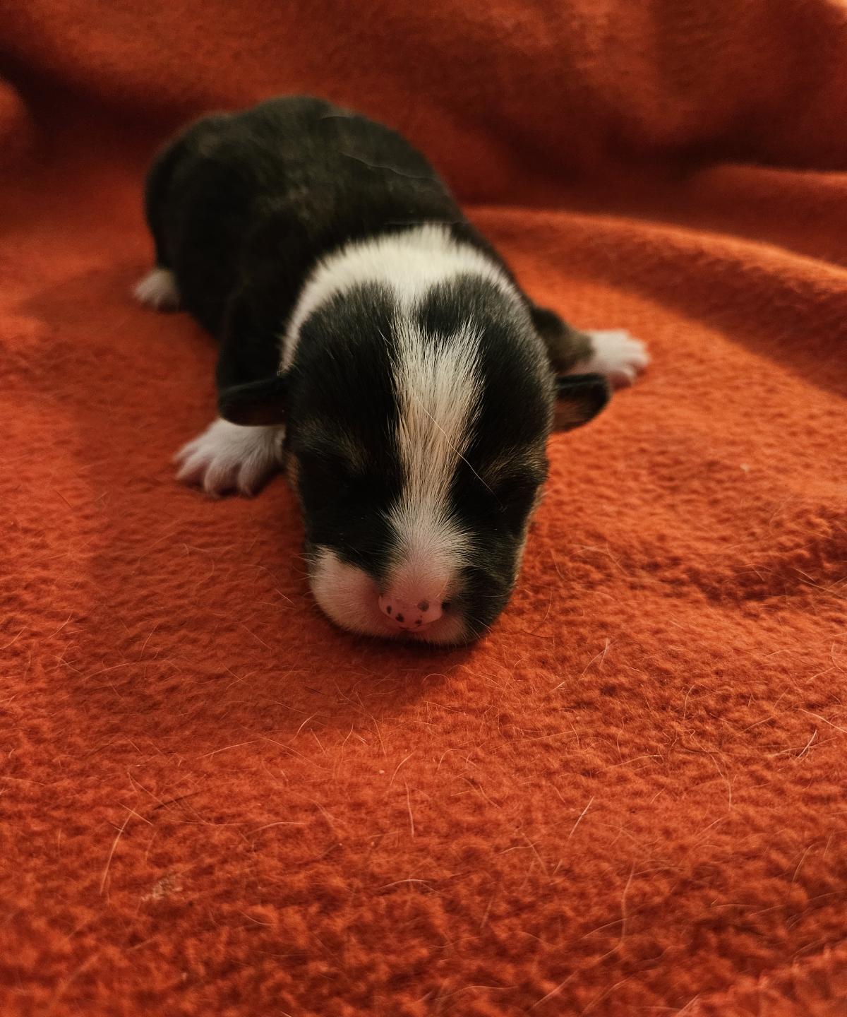 Chiot Welsh Corgi Pembroke