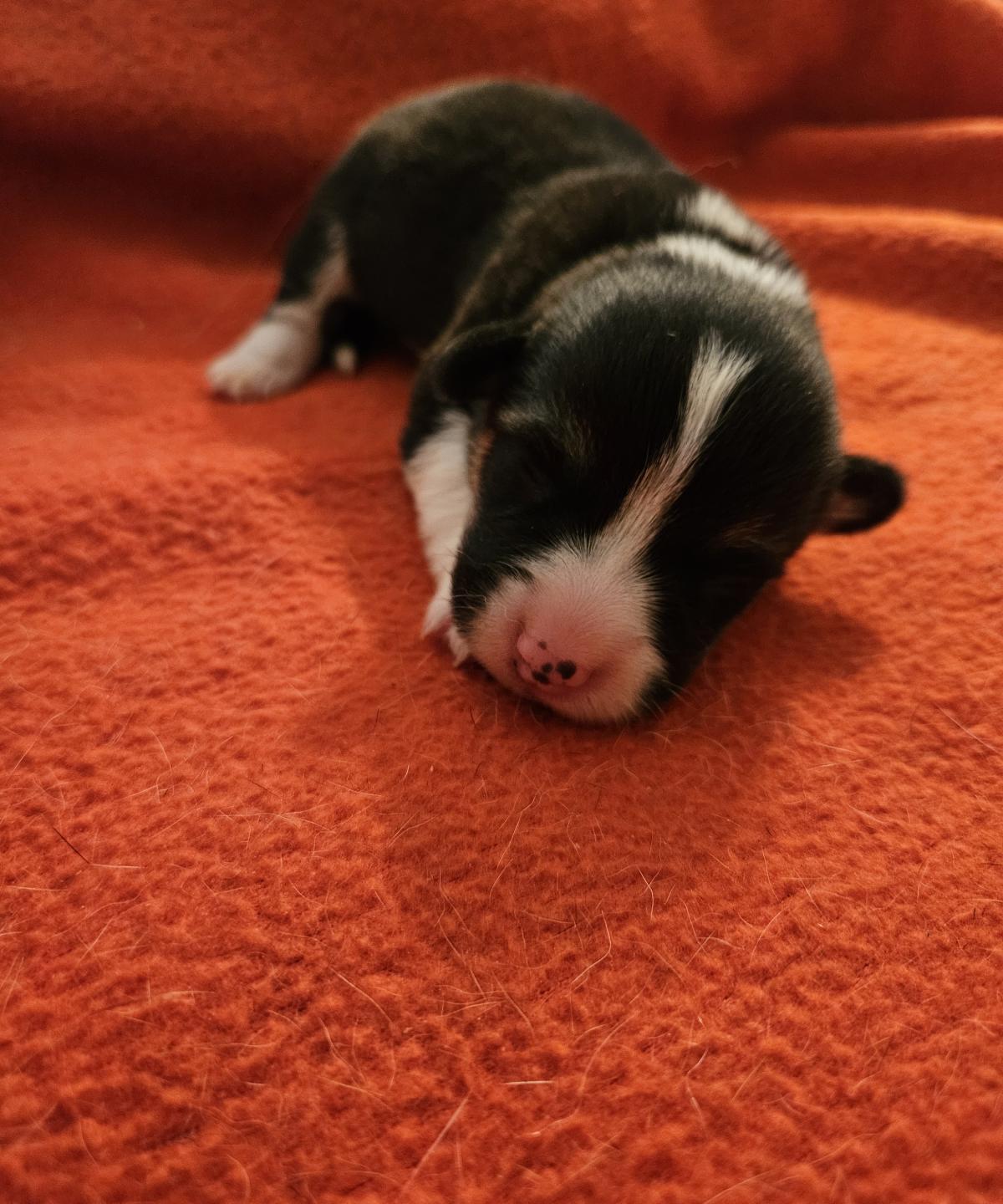 Chiot Welsh Corgi Pembroke