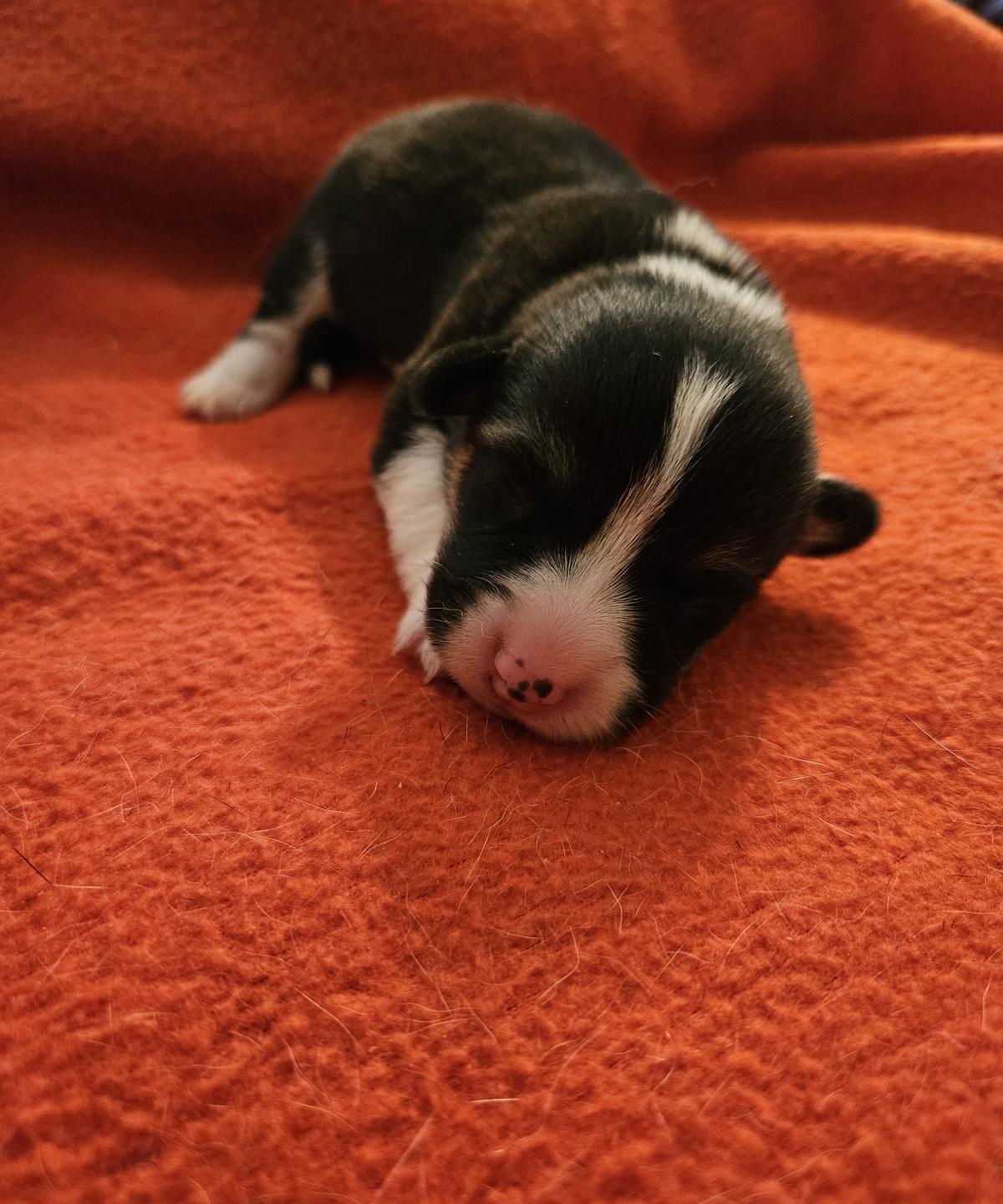 Chiot Welsh Corgi Pembroke