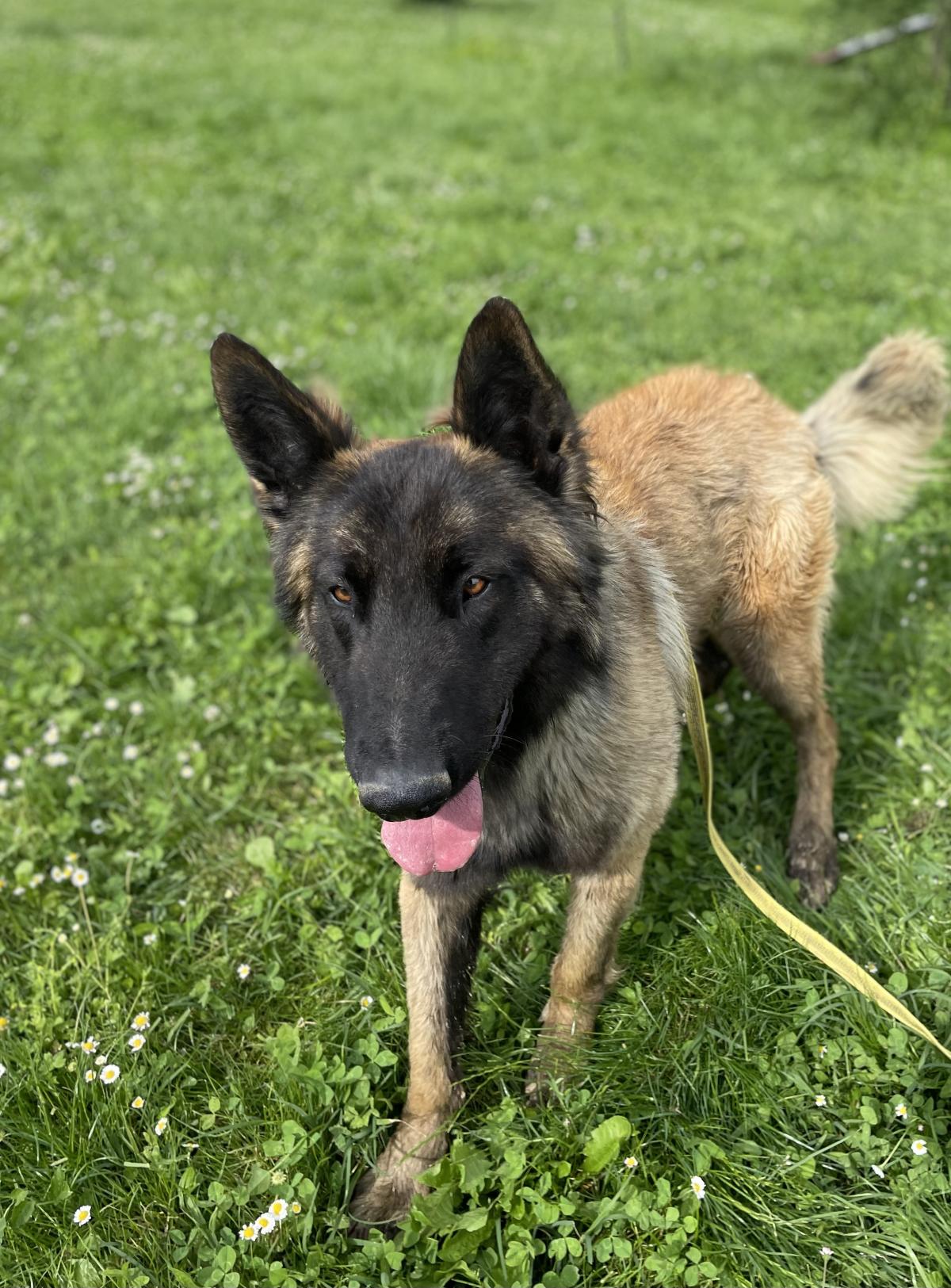 Usko dit Ulk De la Forêt Noir et Feu