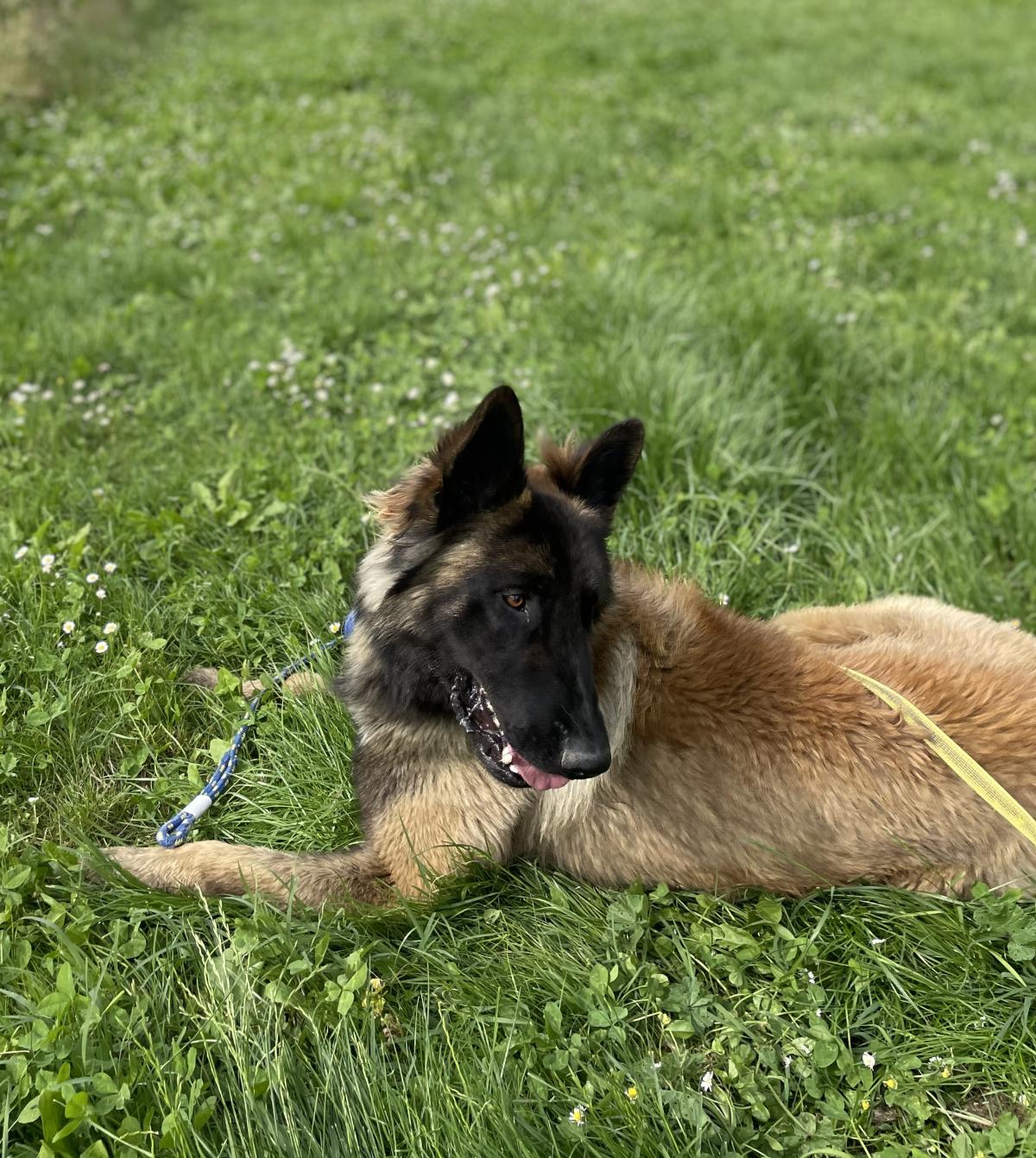 Usko dit Ulk De la Forêt Noir et Feu