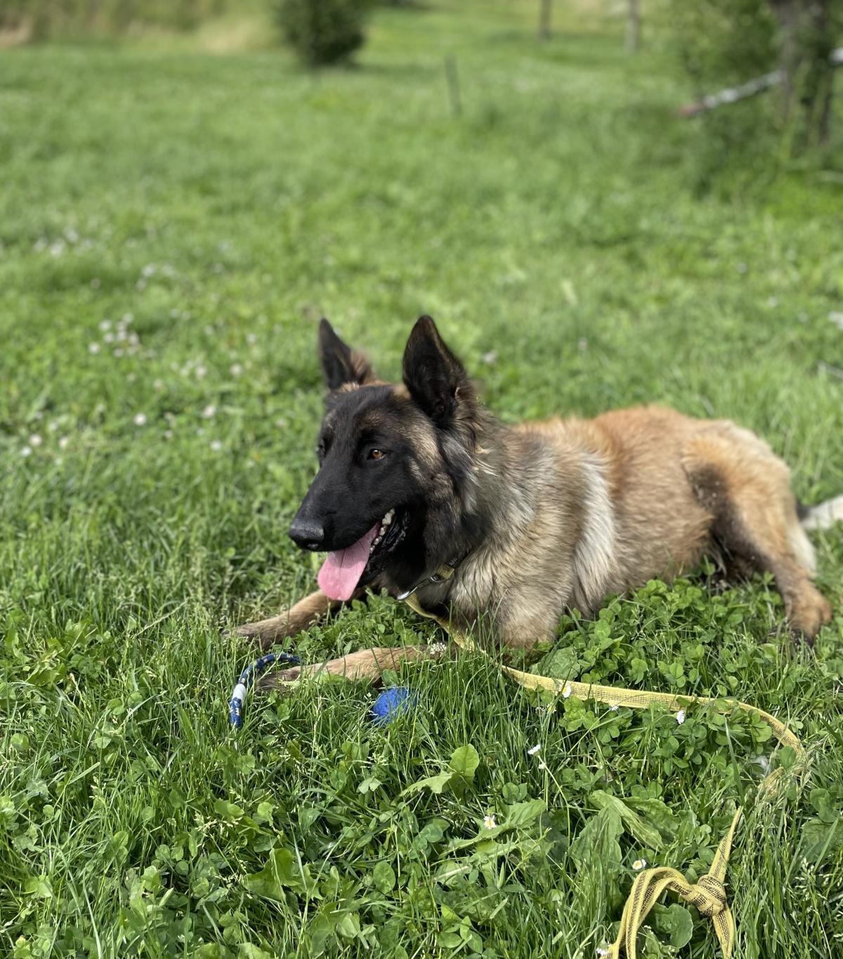 Usko dit Ulk De la Forêt Noir et Feu