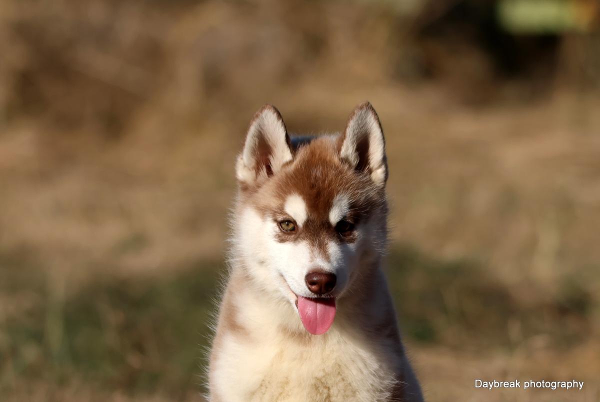 Chiots Husky LOF