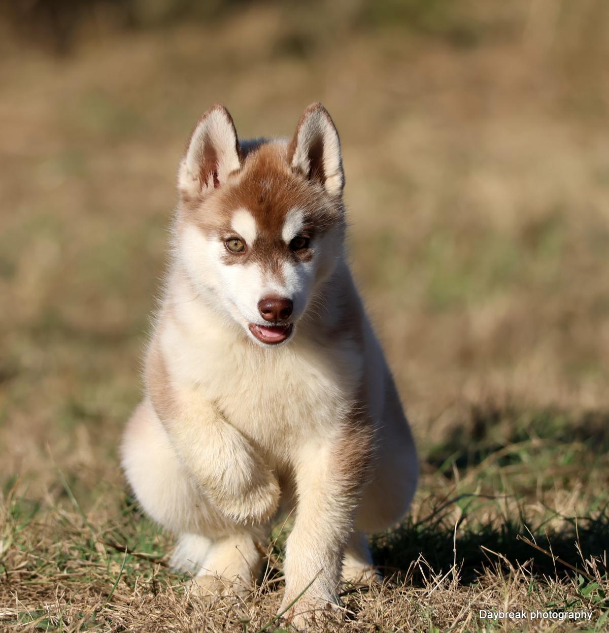Chiots Husky LOF