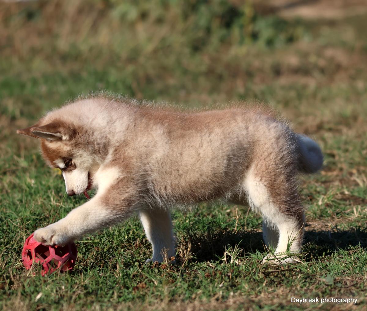 Chiots Husky LOF