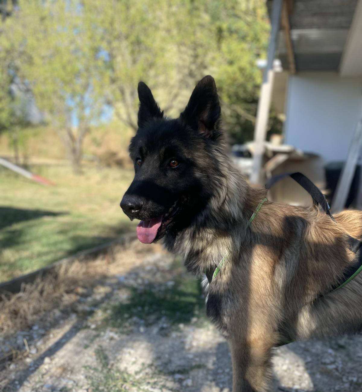 Vacarm De la Forêt Noir et Feu