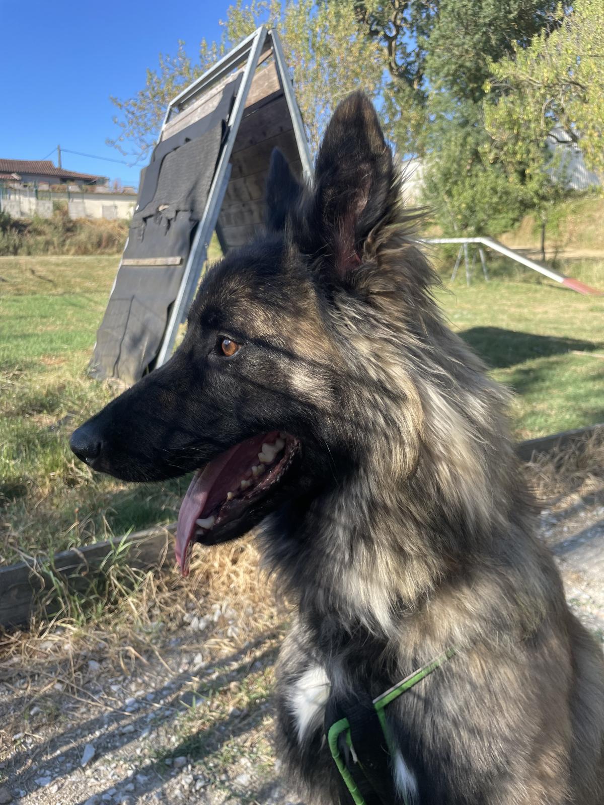 Vacarm De la Forêt Noir et Feu