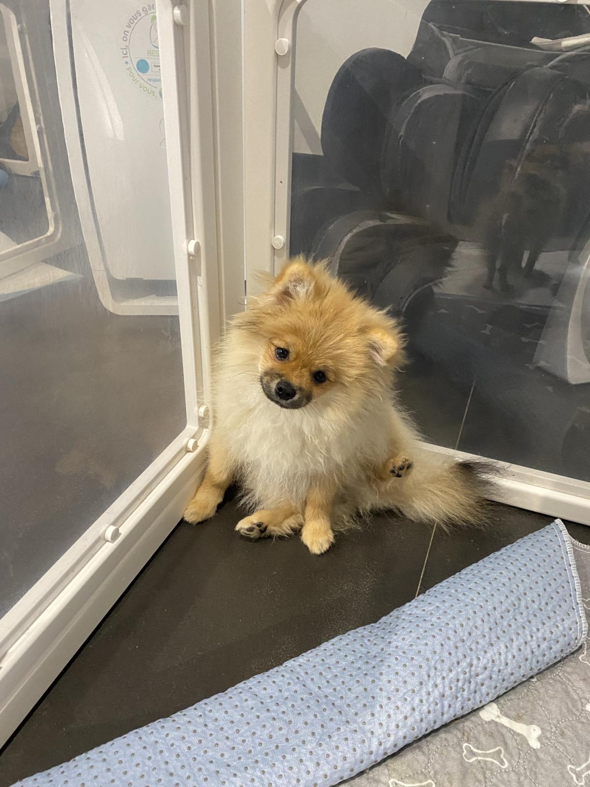 Chiot Spitz nain disponible