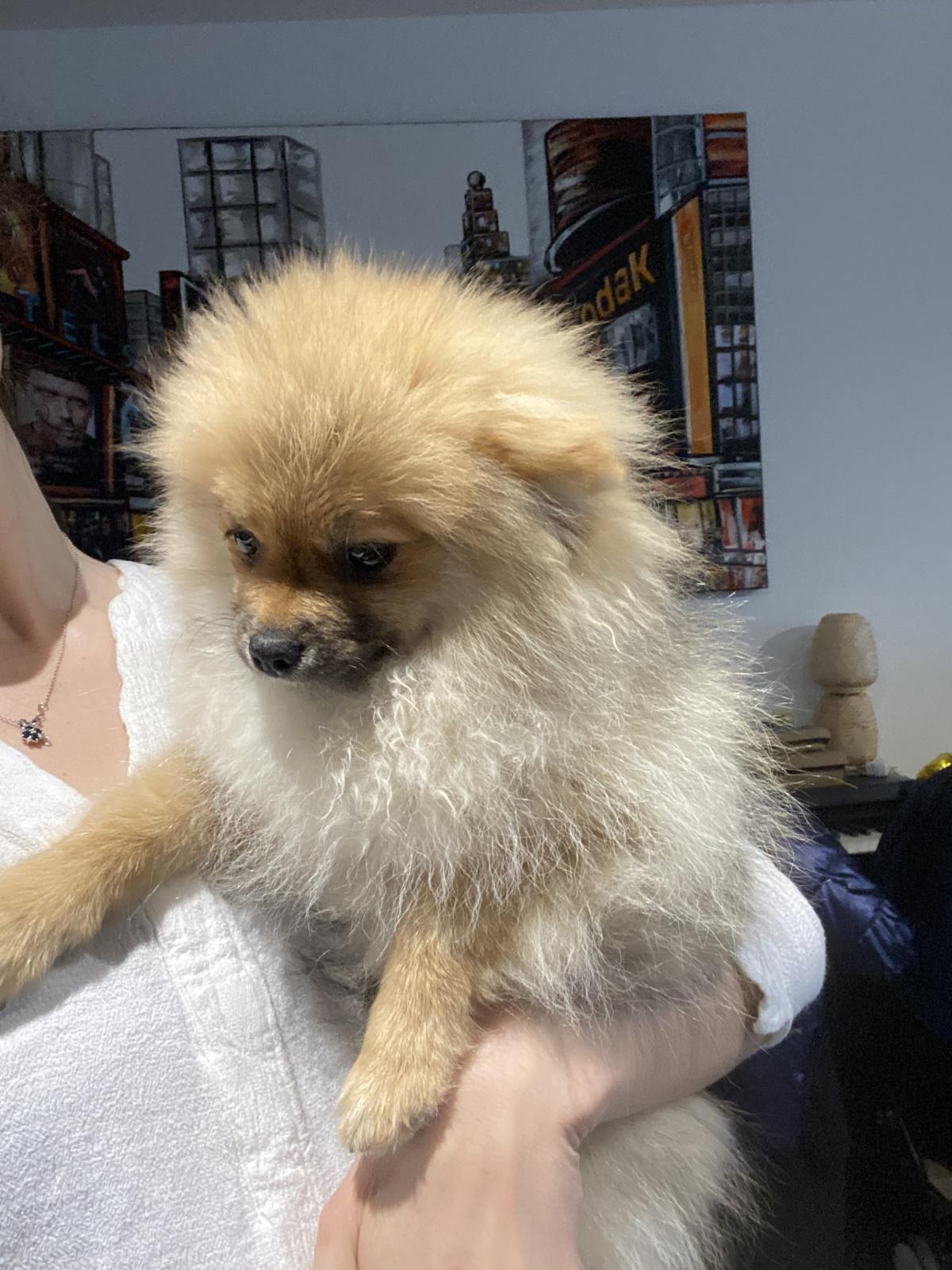 Chiot Spitz nain disponible