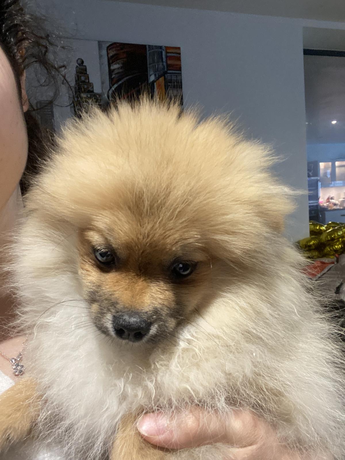 Chiot Spitz nain disponible