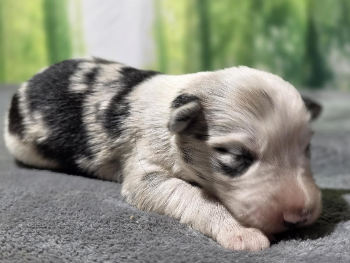 Mâle Border Collie bleu merle