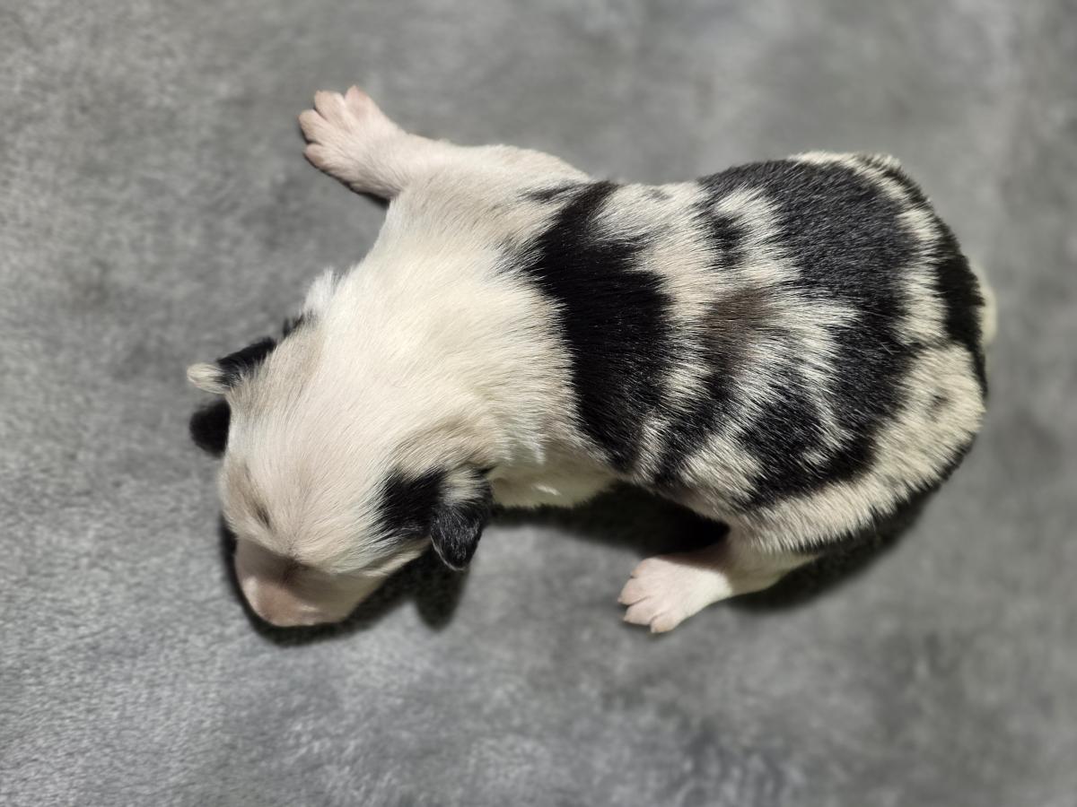 Mâle Border Collie bleu merle