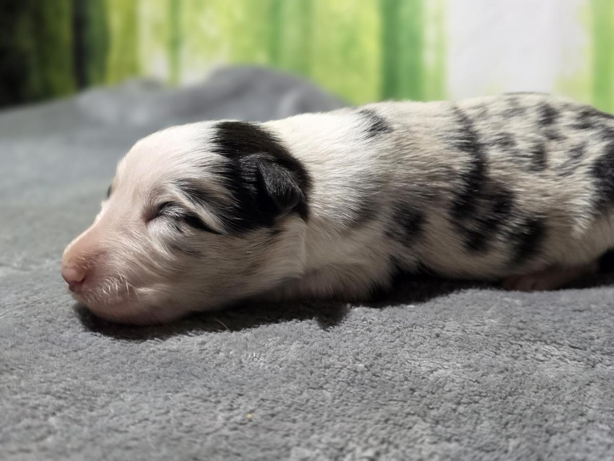 Border collie femelle bleue merle