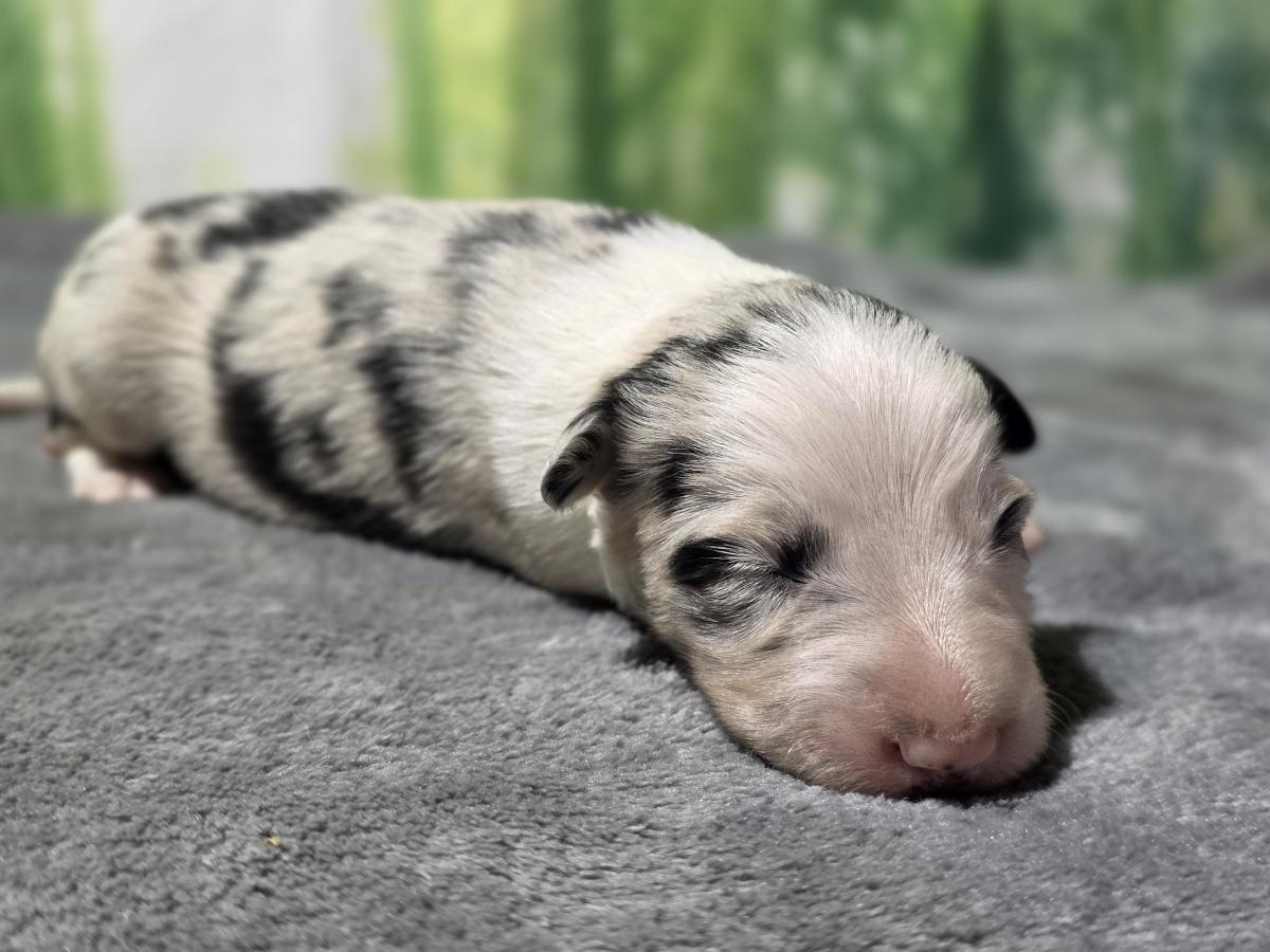 Border collie femelle bleue merle