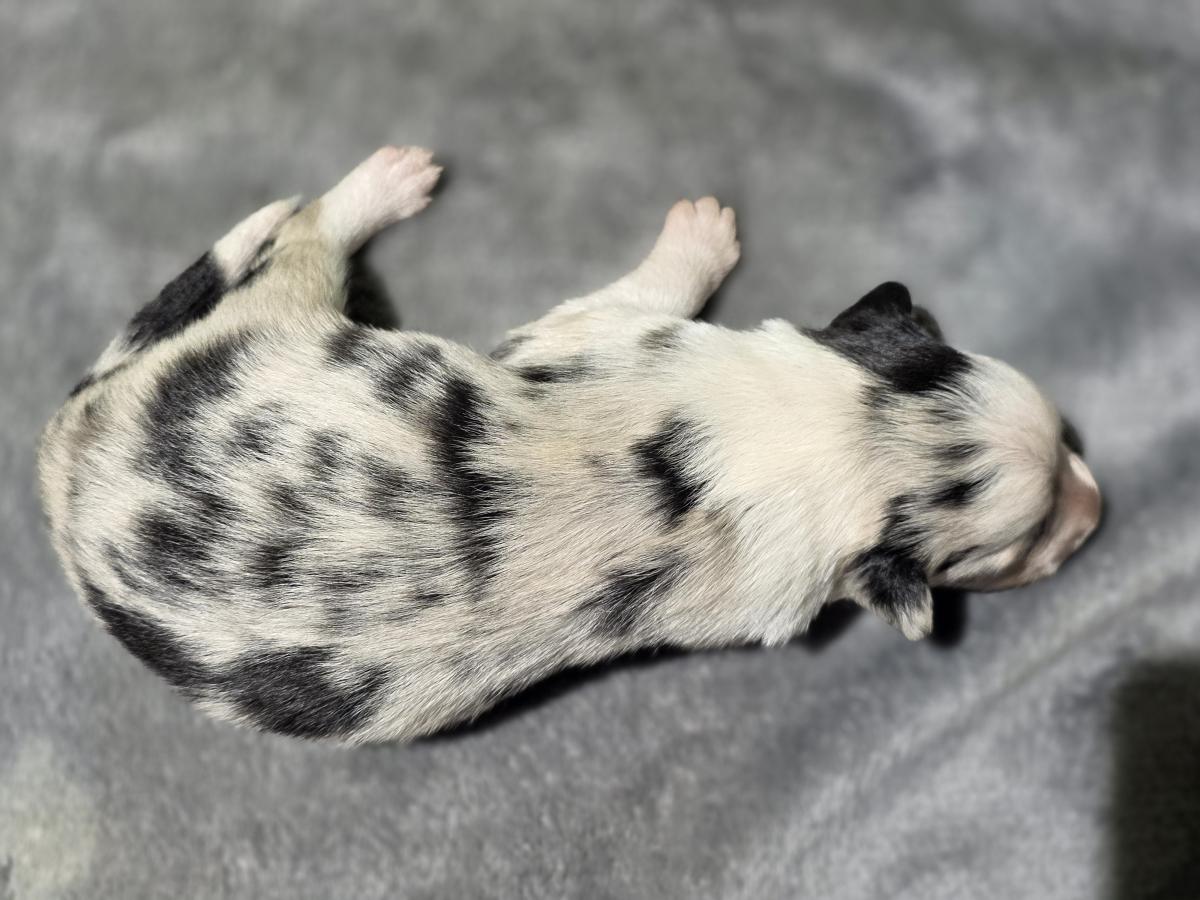 Border collie femelle bleue merle
